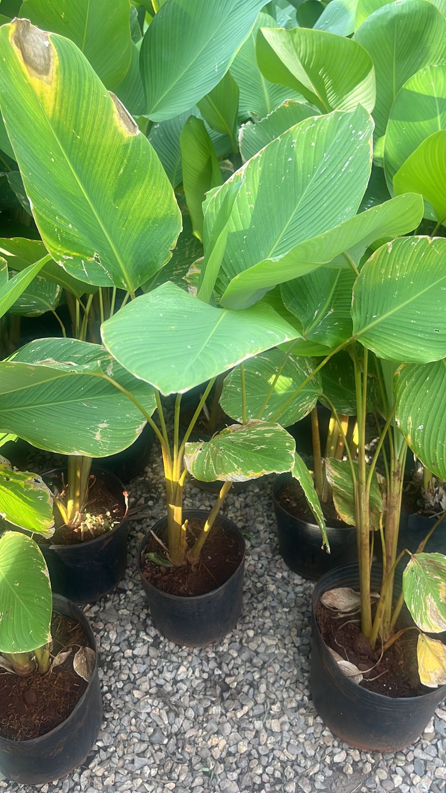 Pimenteiras ornamentais